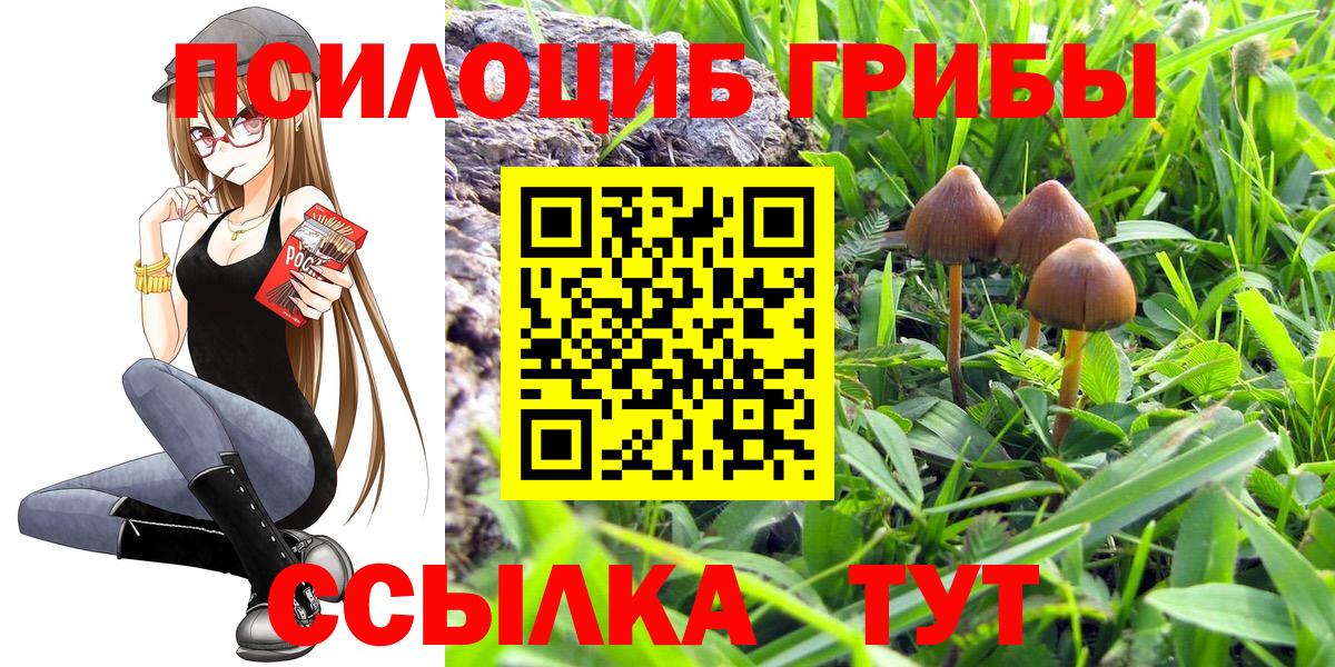 Псилоцибиновые грибы Psilocybe Кропоткин
